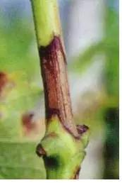 葡萄白腐病是什么原因,葡萄白腐病的秘方