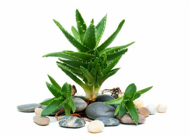 库拉索芦荟养殖方法,芦荟的养殖方法和关注事项