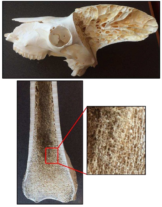汽车撞了羊羊没事要报警吗,绵羊撞到路人后回过头又撞一次