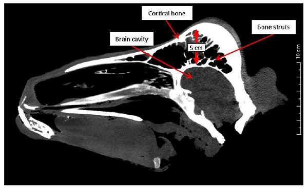 汽车撞了羊羊没事要报警吗,绵羊撞到路人后回过头又撞一次