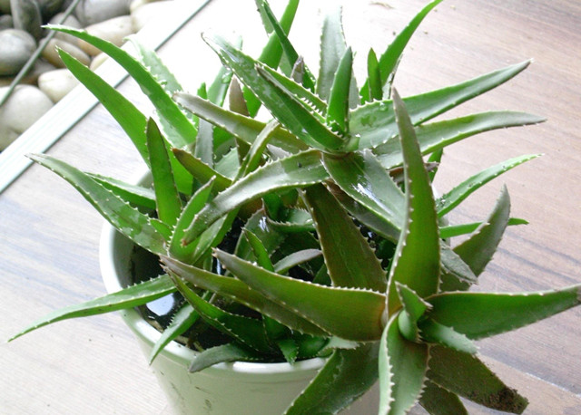 库拉索芦荟养殖方法,芦荟的养殖方法和关注事项