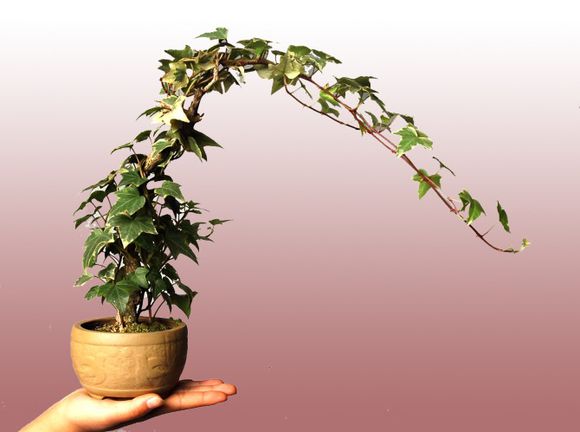 制作微型盆景的方法,新手第一次做微型盆景选什么品种