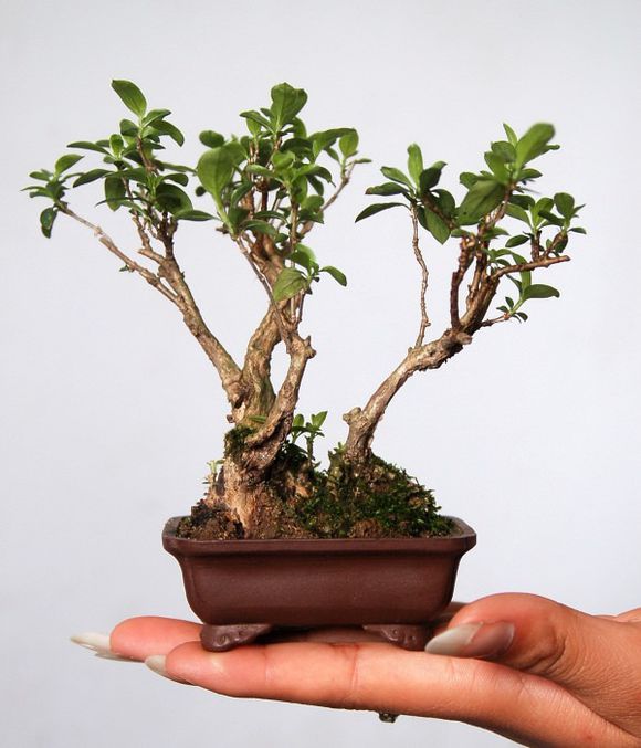 制作微型盆景的方法,新手第一次做微型盆景选什么品种