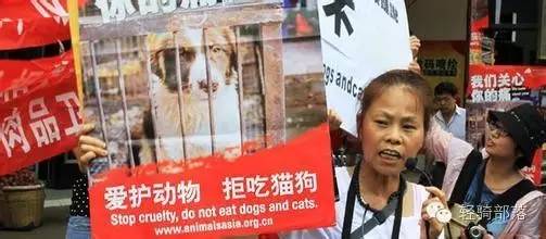 狗肉节引发风波全集,狗肉节引发的风波完整版广东卫视