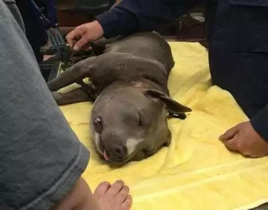 为啥流浪狗会突然发狂,流浪狗行为怪异