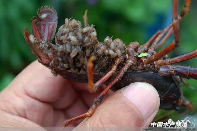 小龙虾卵孵化需要什么条件,户外成哥小龙虾孵化