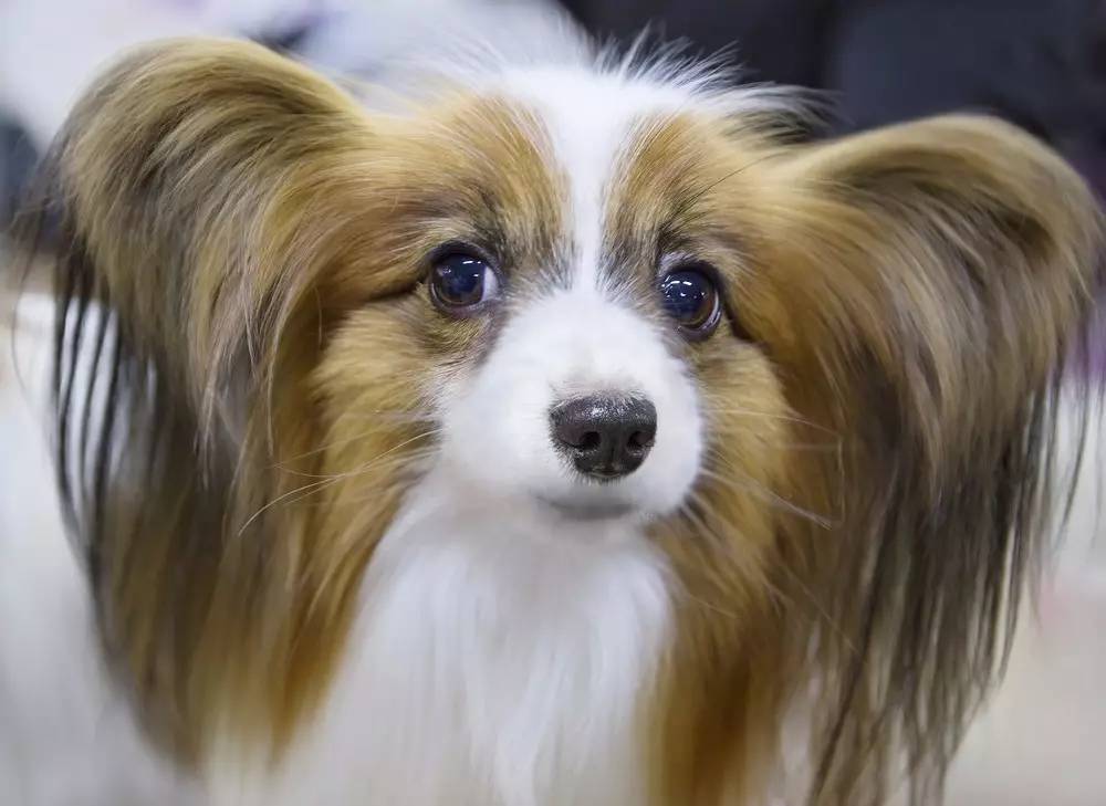 身娇贫乳双马尾，准备好舔屏了吗？！