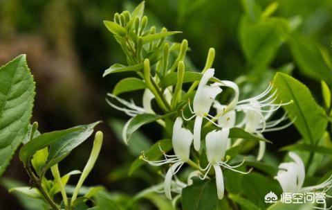 藤蔓金银花盆栽种植方法,四季藤蔓金银花盆栽种植方法
