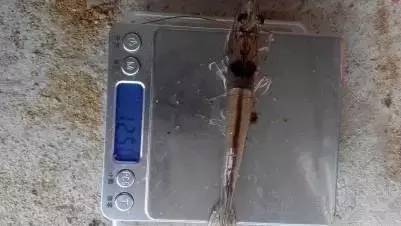 虾肠炎最佳治疗时间,虾肠炎是什么原因引起的