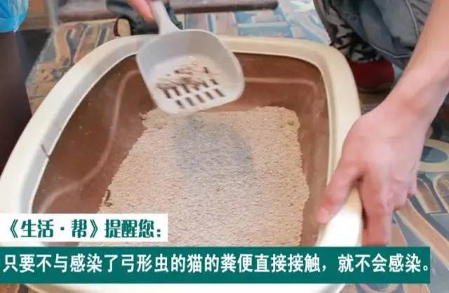 狗狗定期驱虫还会有弓形虫感染吗,养猫猫狗狗会得阴虱吗