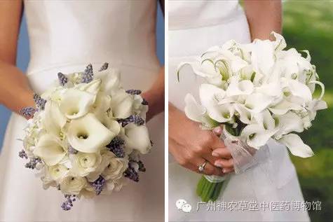 084看看大自然|马蹄莲