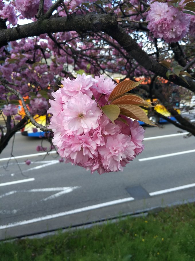 4月在冷门的日本乡下踏个春~小松、金沢5日