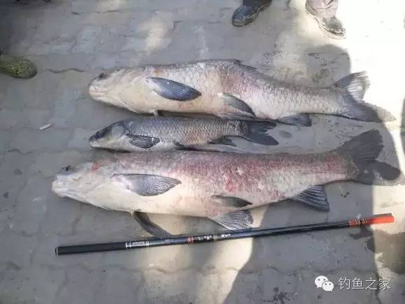 钓技钓法是什么,钓技小技巧