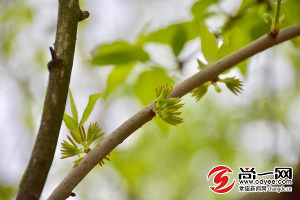 杜仲雄花烂漫开慈利富硒产业春风来