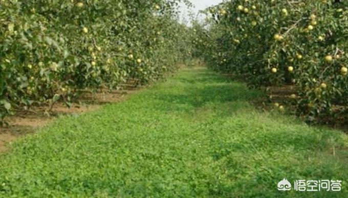 果树病虫害防治最好的办法,果树的种植与防治方法