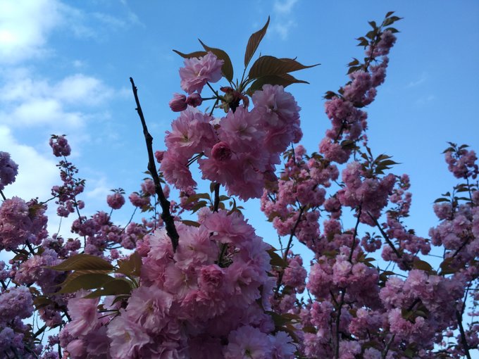 4月在冷门的日本乡下踏个春~小松、金沢5日