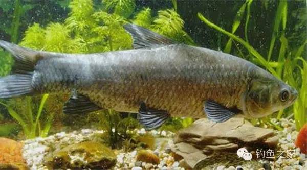 钓技钓法是什么,钓技小技巧