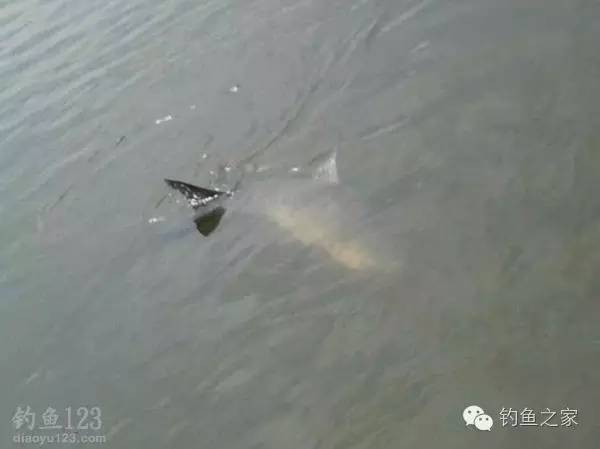 钓技钓法是什么,钓技小技巧