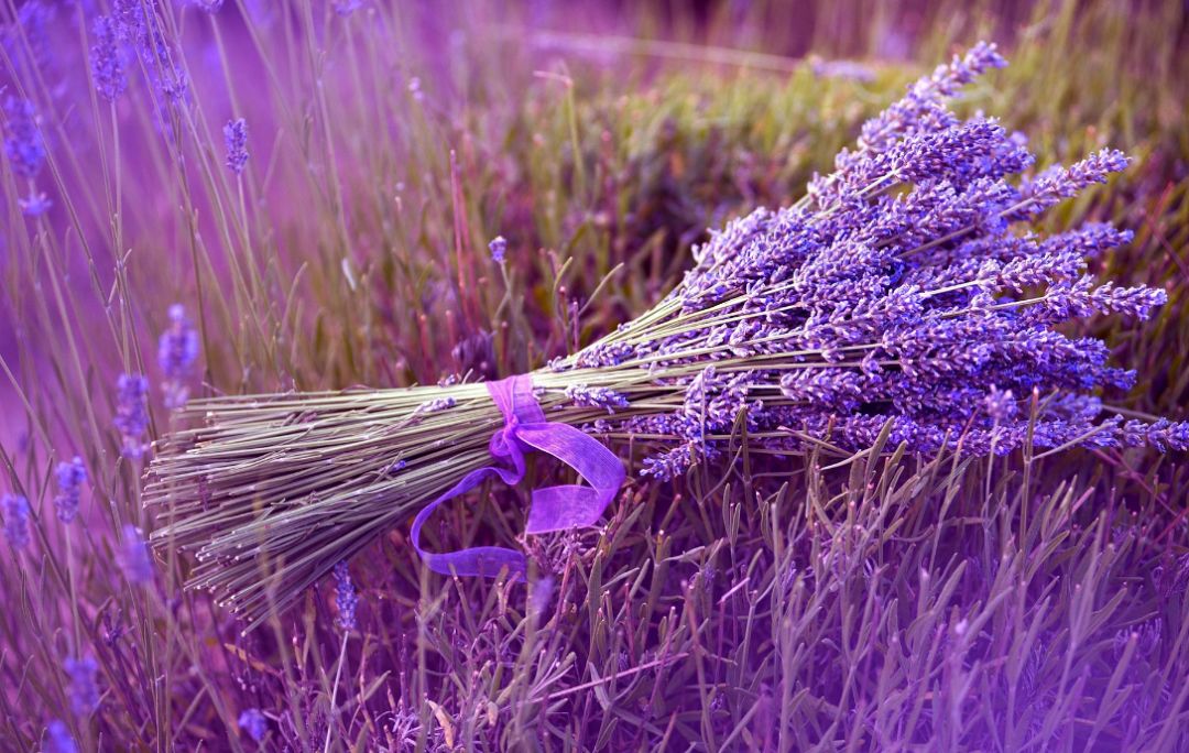 2020崇明花卉博览会,崇明花博会郁金香