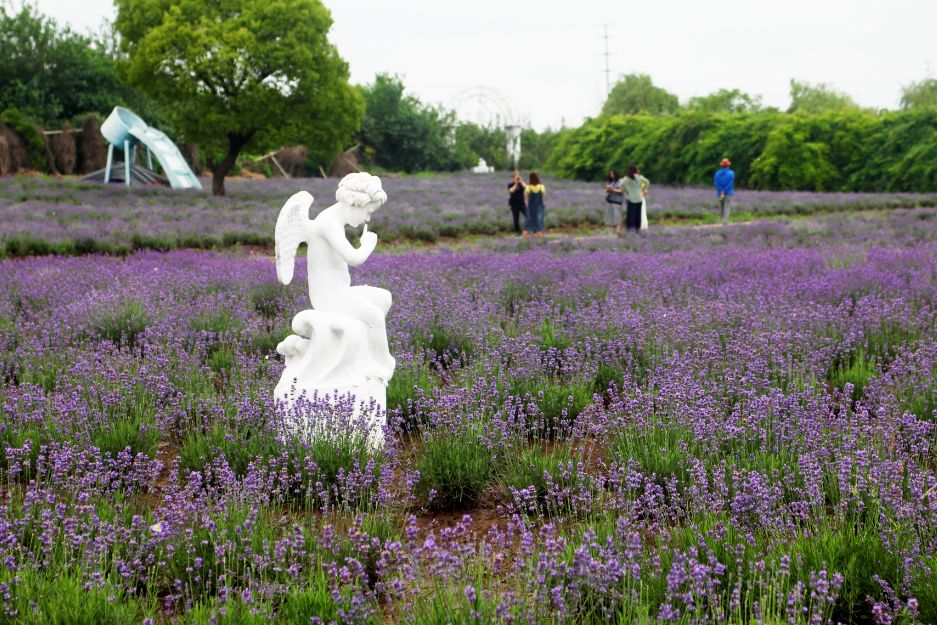 2020崇明花卉博览会,崇明花博会郁金香