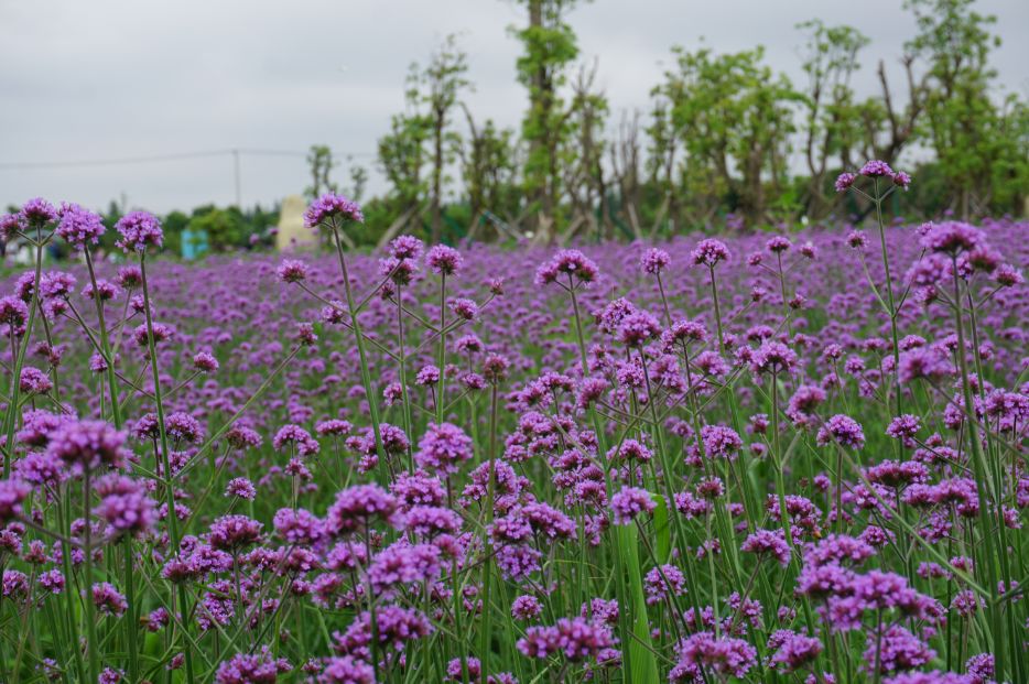 2020崇明花卉博览会,崇明花博会郁金香