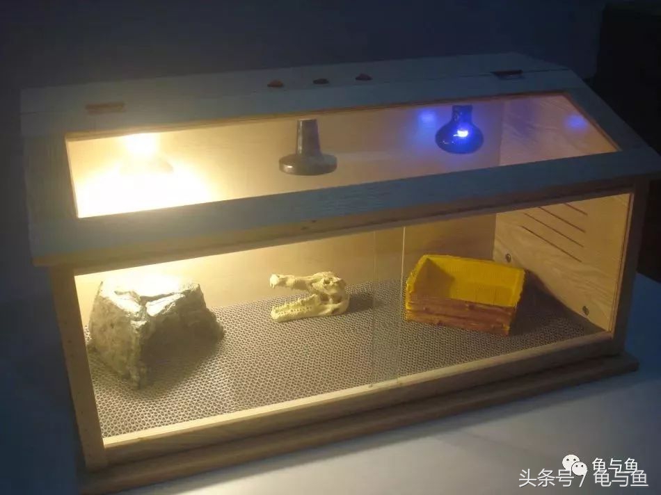 小型陆龟应该喂什么,陆龟龟粮正确的喂养方法