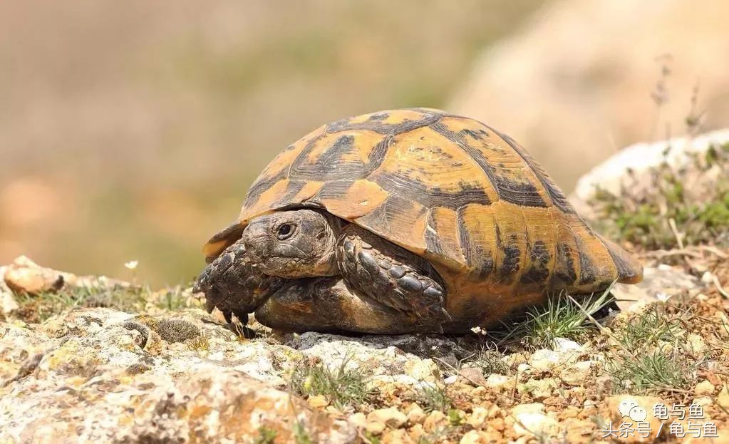 小型陆龟应该喂什么,陆龟龟粮正确的喂养方法