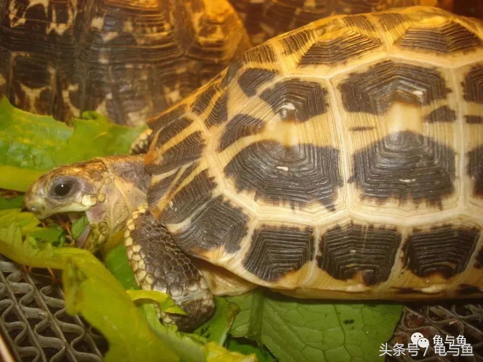 小型陆龟应该喂什么,陆龟龟粮正确的喂养方法