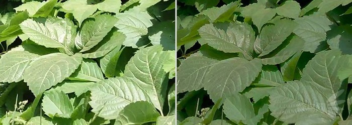 飞利浦436m6vbpa,飞利浦43寸分屏显示屏