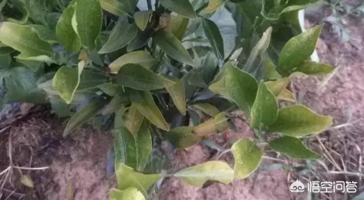 沃柑施肥叶子发黄怎么补救,沃柑肥害烂根怎样补救