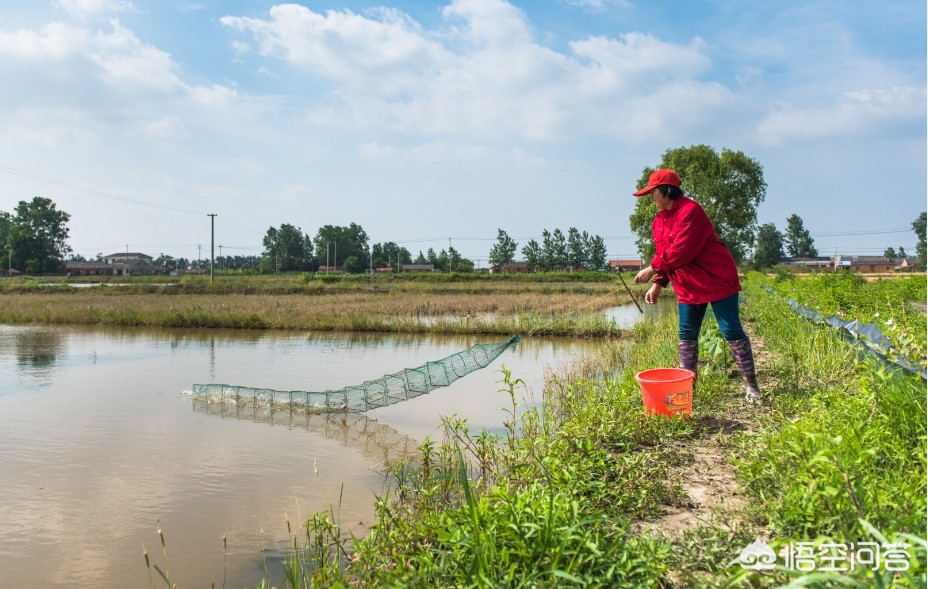 小龙虾养殖关键技术新手老手必看,养殖小龙虾春天龙虾怎么捕捞