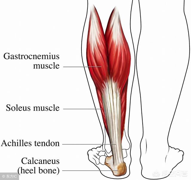 韧带跟筋有什么区别,韧带和骨头断哪个严重