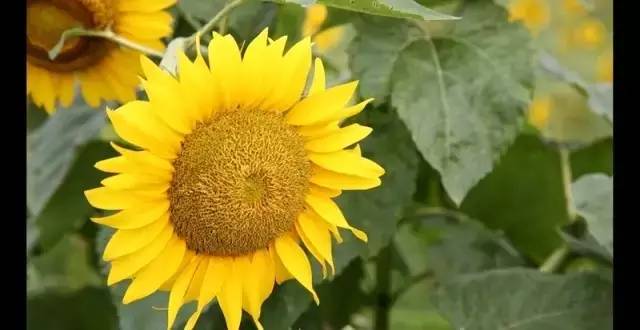 未来三个月没有假期，如何在青田抖high起来~~~（最时髦新玩法）