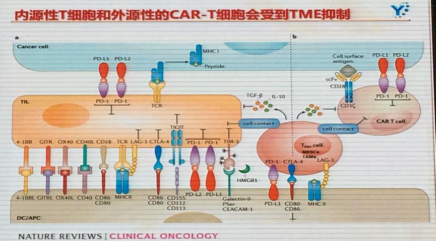 博生吉董事长杨林:CAR-T治疗实体肿瘤遭遇困境，CAR-NK或将是破解之道
