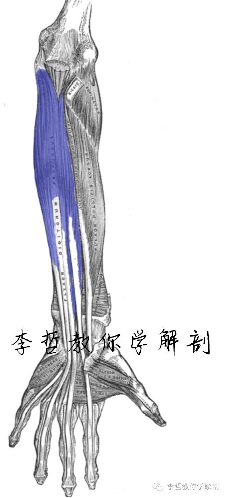 正中神经支配区域,一条神经属于器官吗