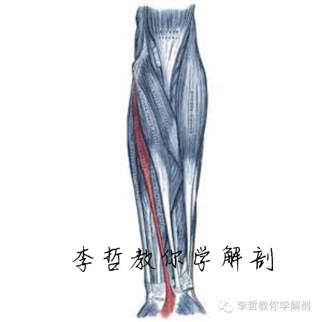 正中神经支配区域,一条神经属于器官吗