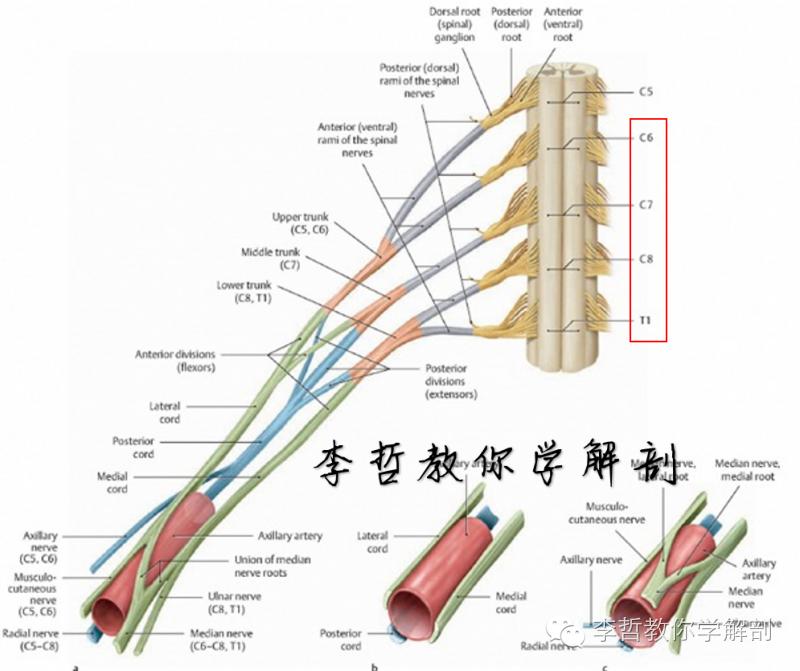 正中神经支配区域,一条神经属于器官吗