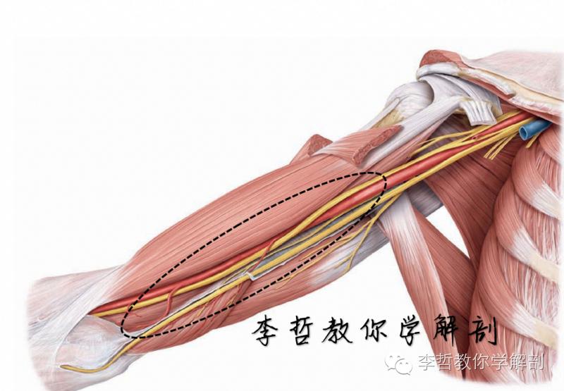 正中神经支配区域,一条神经属于器官吗