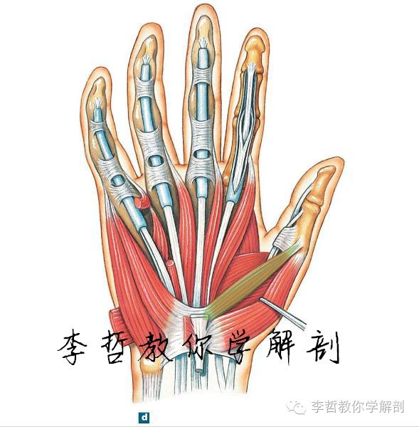 正中神经支配区域,一条神经属于器官吗
