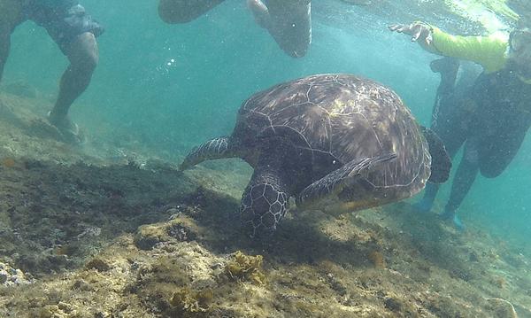 没有意外是哪句电影台词,夏威夷旅行说明