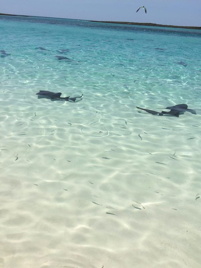 巴哈马旅游风景2020,巴哈马海滩旅游攻略