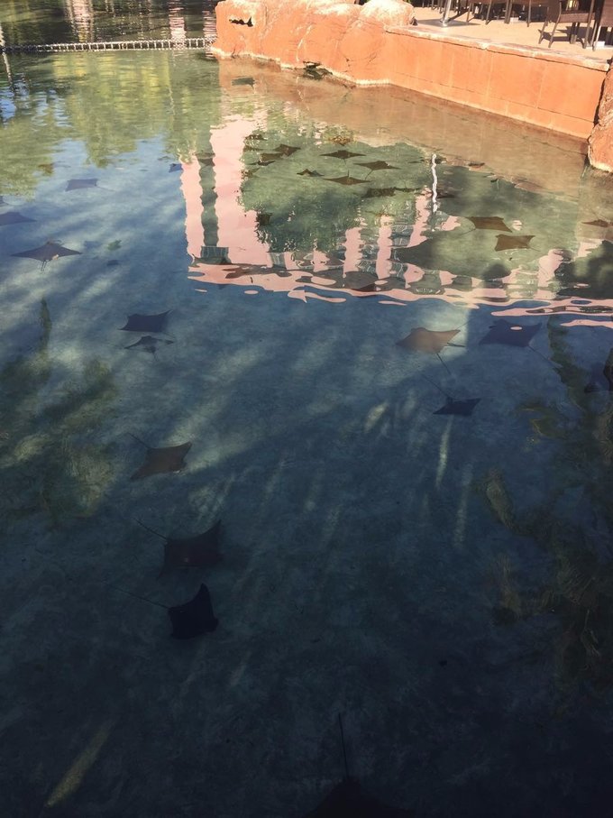 巴哈马旅游风景2020,巴哈马海滩旅游攻略