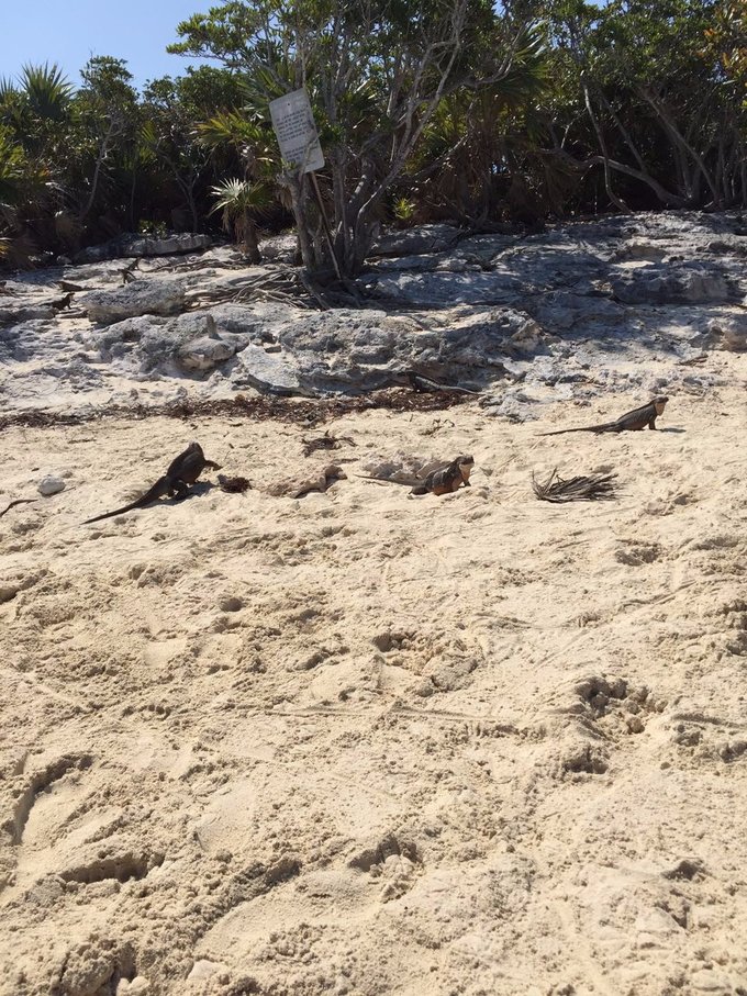 巴哈马旅游风景2020,巴哈马海滩旅游攻略