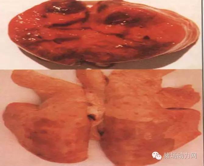 技术传染性胸膜性肺炎的猪病图谱（25张图片，值得收藏）