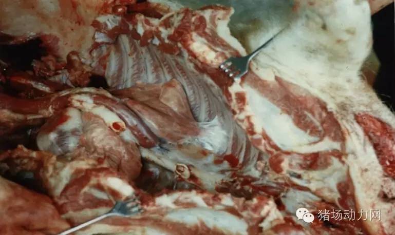 技术传染性胸膜性肺炎的猪病图谱（25张图片，值得收藏）