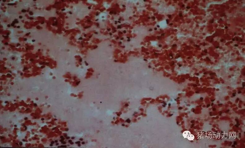 技术传染性胸膜性肺炎的猪病图谱（25张图片，值得收藏）