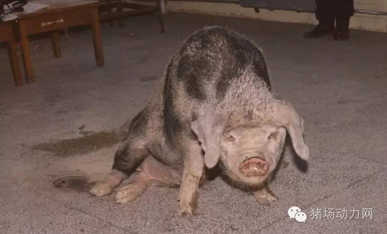 技术传染性胸膜性肺炎的猪病图谱（25张图片，值得收藏）