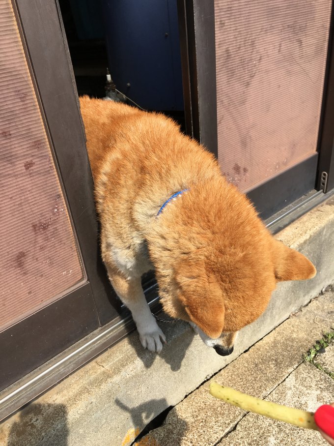 16年的大阪,京都樱花2016