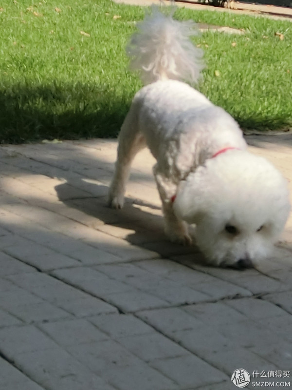 卡西欧tr600拍照没有美颜,卡西欧自拍神器tr600测评