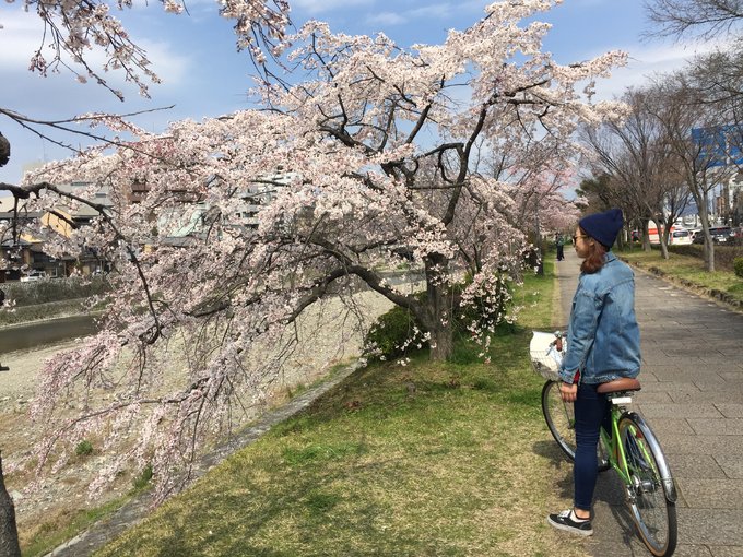 16年的大阪,京都樱花2016